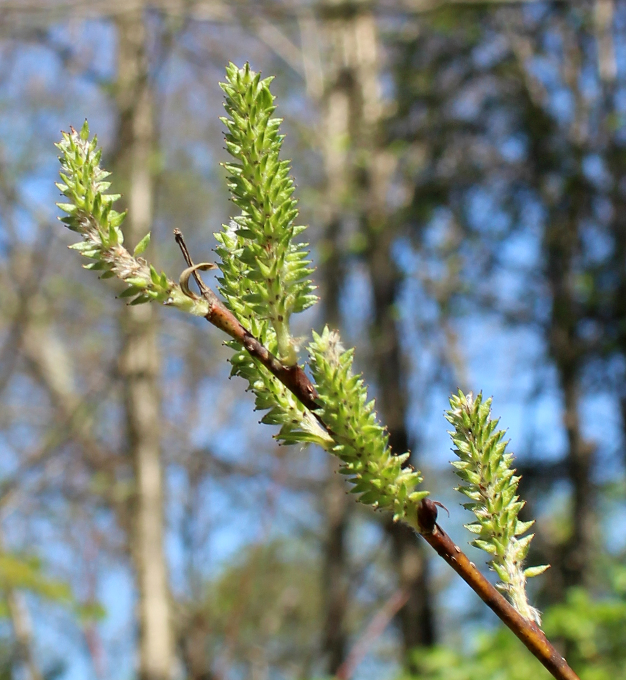 Trees and Shrubs with catkins of PA Flora of Pennsylvania